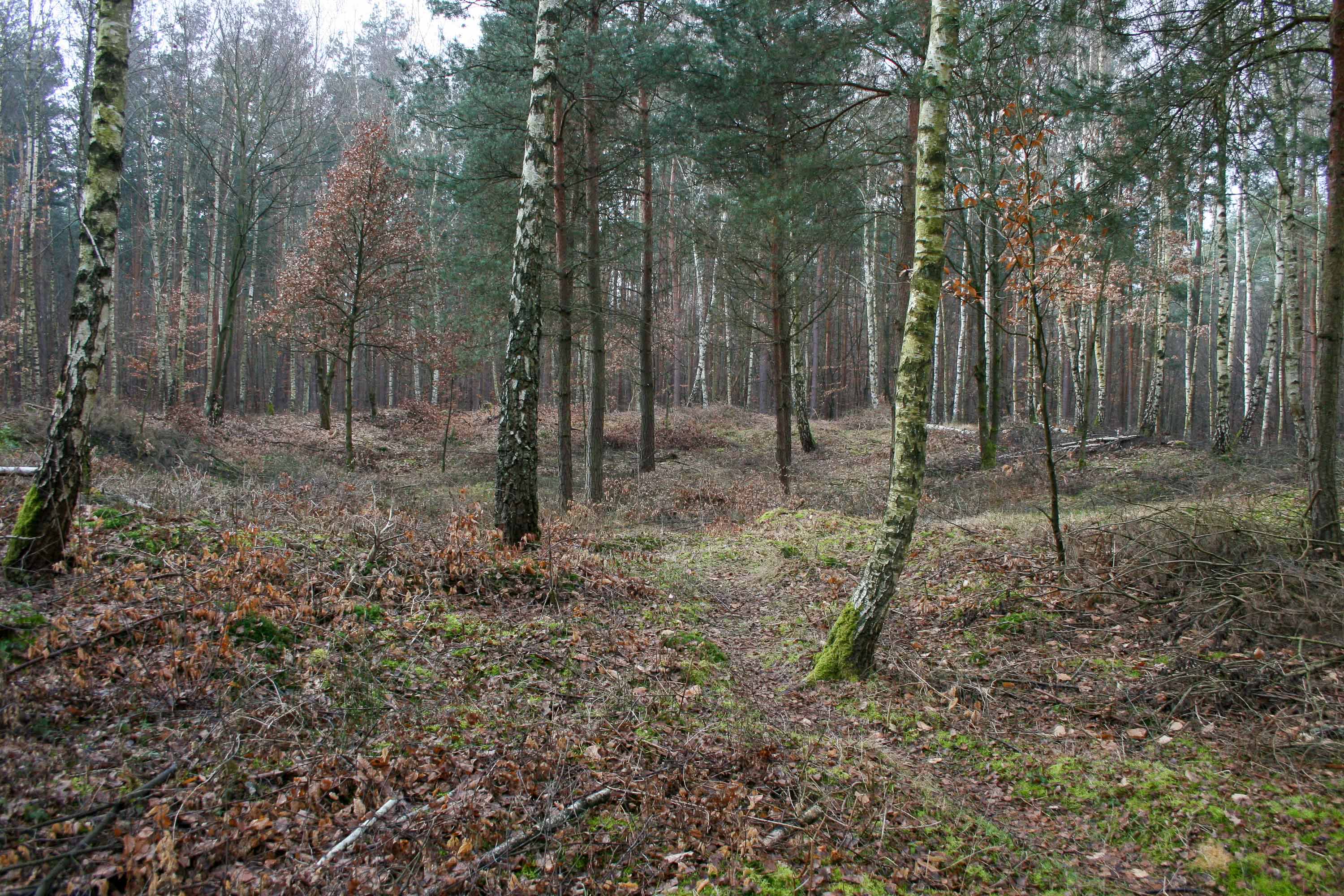 Kleinkastell Neuwirtshaus Hanau