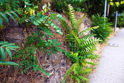 Kastell Bad Kreuznach