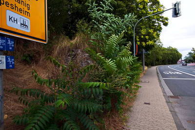 Kastell Bad Kreuznach