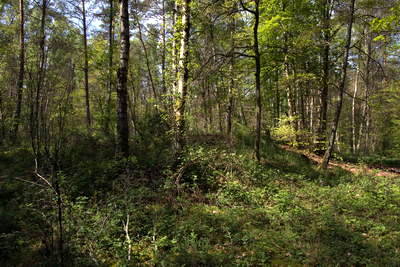 Kleinkastell Neuwirtshaus Hanau