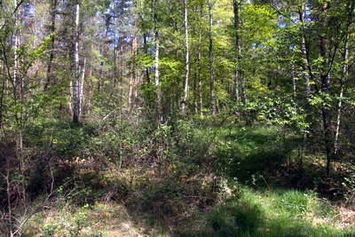 Kleinkastell Neuwirtshaus Hanau