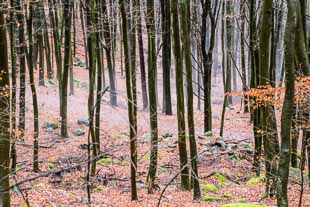 Römersteine Odenwald