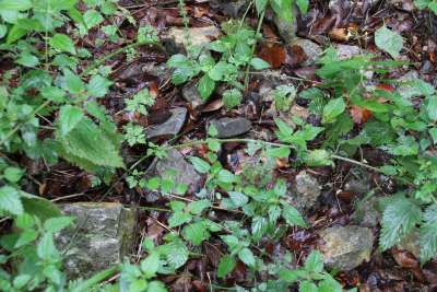Römische Villa Rustica und weiteres Gebäude in Ditzingen-Heimerdingen