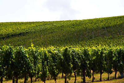 Römische Villa Urbana - Longuich - Weinberge