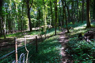 Steinbruch Frankelbach