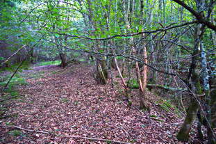 Villa Rustica Laucherthal