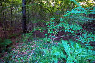 Villa Rustica Laucherthal