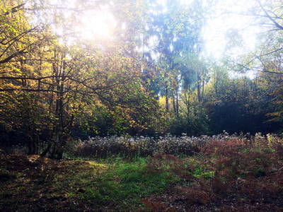 Villa Rustica Leiwen