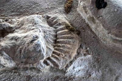 Villa Rustica Rosenfeld