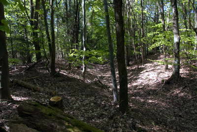 Wachtposten WP 2-25a (Steinturm) Im Pohler Wäldchen