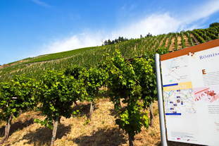 römische Kelteranlage Brauneberg