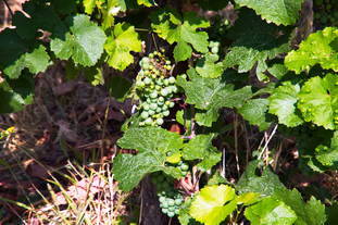 römische Kelteranlage Brauneberg