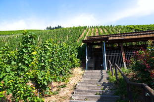 römische Kelteranlage Brauneberg
