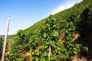 römische Kelteranlage Brauneberg