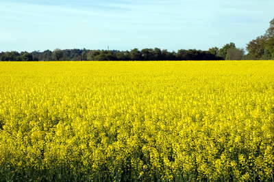 römischer Meilenstein Kleestadt