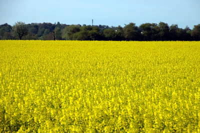 römischer Meilenstein Kleestadt