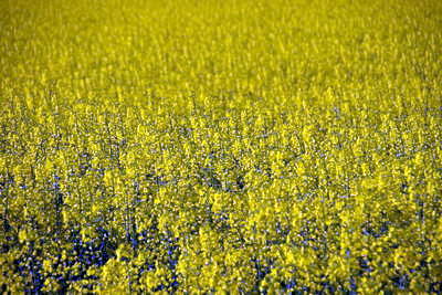 römischer Meilenstein Kleestadt